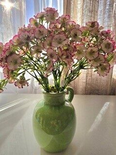 student carnations, bouquet no. 102