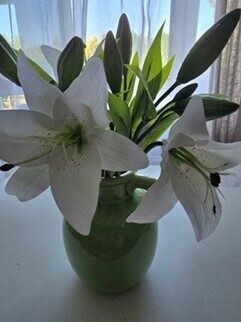 lily branch no.120