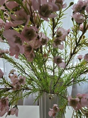 pink meadow flowers