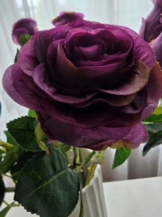 dark purple rose