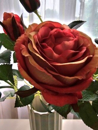 old pink rose, nr.46