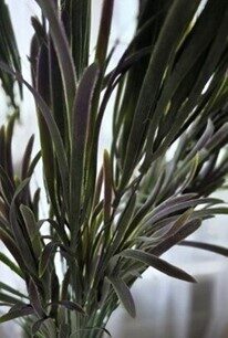 decorative leaves no.70