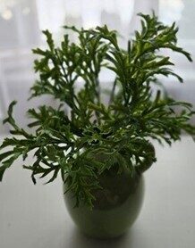 decorative branch no.71