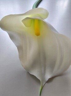 calla white no.72