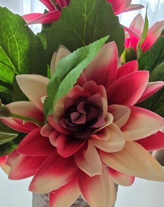 dahlia bouquet variegated no.74