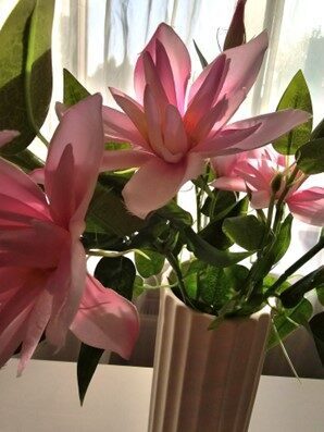 clematis pink, nr.11
