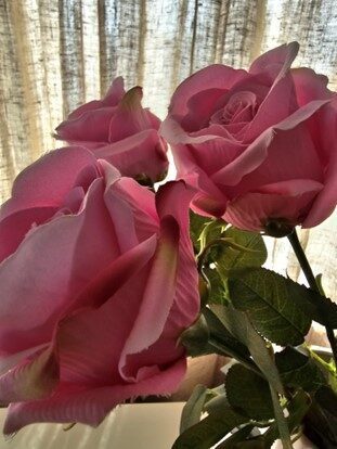rose pink, nr.5