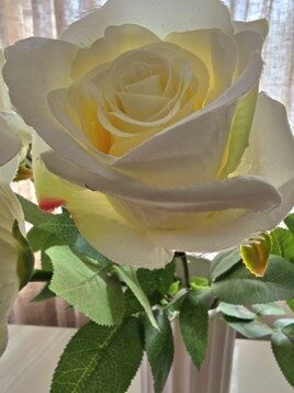 white rose nr.6
