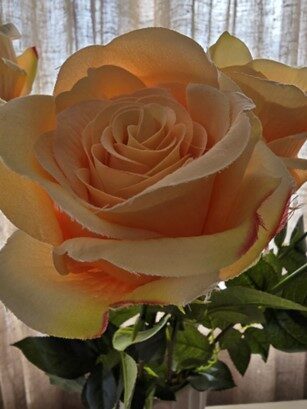yellow rose nr.7