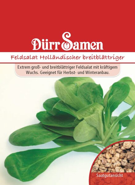 lettuce Holland broadleaf