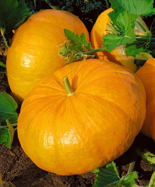 pumpkin Gelber Zentner